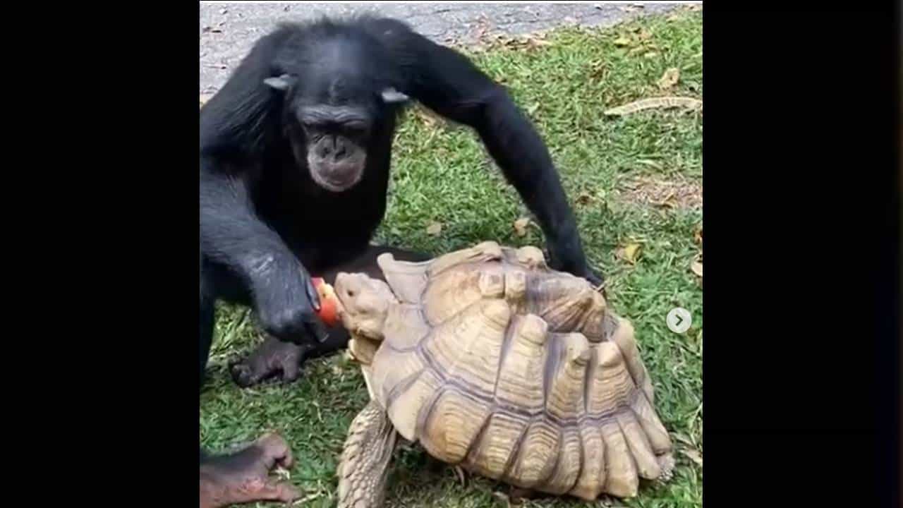Viral Video: ಗೊರಿಲ್ಲಾ ಪಾಠ: ಹೊಂಚಿ ತಿನ್ನುವುದಕ್ಕಿಂತ ಹಂಚಿ ತಿನ್ನುವುದು ಲೇಸು Viral Video: ಗೊರಿಲ್ಲಾ ಪಾಠ: ಹೊಂಚಿ ತಿನ್ನುವುದಕ್ಕಿಂತ ಹಂಚಿ ತಿನ್ನುವುದು ಲೇಸು
