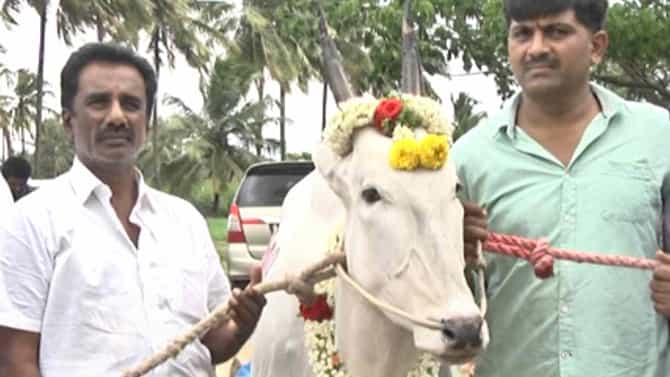 Mandya News: ಬರೋಬ್ಬರಿ ರೂ. 9 ಲಕ್ಷಕ್ಕೆ ಸೇಲ್ ಆದ ಹಳ್ಳಿಕಾರ್ ಎತ್ತು: ಮಂಡ್ಯದಿಂದ ತಮಿಳುನಾಡಿಗೆ ಹೊರಟ ಜಾಗ್ವಾರ್​​​​​