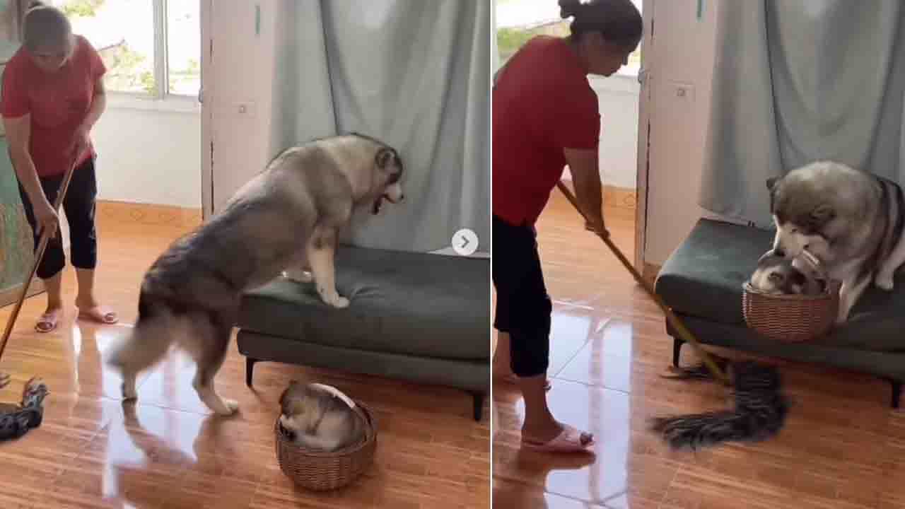 Viral Video: 'ನಿನ್ನ ಮಗೂನ್ನೂ ಎತ್ಕೋ!' ನಾಯಿಯನ್ನು ಒದ್ದವಳ ಮೇಲೆ ಕೋಪಗೊಂಡ ನೆಟ್ಟಿಗರು Viral Video: 'ನಿನ್ನ ಮಗೂನ್ನೂ ಎತ್ಕೋ!' ನಾಯಿಯನ್ನು ಒದ್ದವಳ ಮೇಲೆ ಕೋಪಗೊಂಡ ನೆಟ್ಟಿಗರು