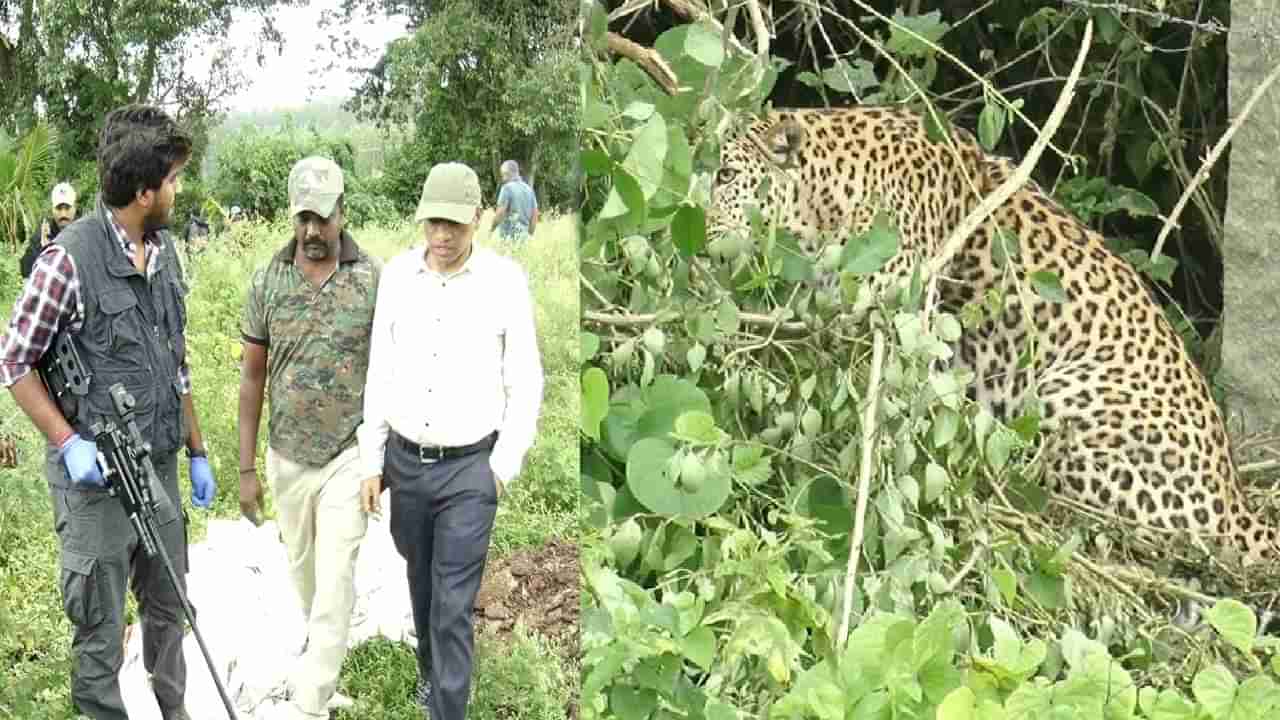 ಚಿಕ್ಕಮಗಳೂರು: ತಂತಿ ಉರುಳಿಗೆ ಸಿಲುಕಿ ನರಳಾಡಿದ ಮೂರು ವರ್ಷದ ಹೆಣ್ಣು ಚಿರತೆ; ಅರವಳಿಗೆ ಮದ್ದು ನೀಡಿ ರಕ್ಷಣೆ