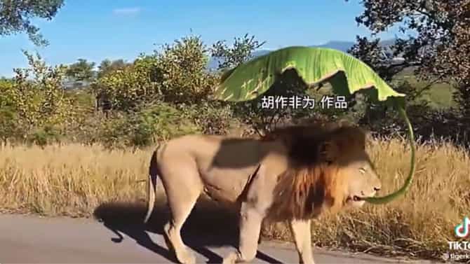 Viral Video: 'ಬಡವನು ತನ್ನ ಛತ್ರಿಯನ್ನು ತಾನೇ ಹಿಡಿದುಕೊಂಡು ರಾಜನಂತೆ ನಡೆಯಬೇಕು'