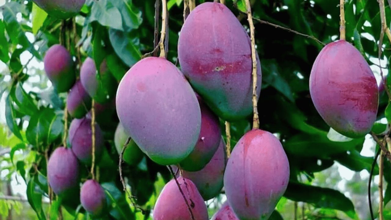 Miyazaki Mangoes: ಈ ಮಾವಿನ ಹಣ್ಣಿಗೆ ಕೆ.ಜಿಗೆ 3 ಲಕ್ಷ ರೂ.! ಜಪಾನ್ನ ದುಬಾರಿ ಮಾವು ಬೆಳೆದ ಭಾರತೀಯ ರೈತ Miyazaki Mangoes: ಈ ಮಾವಿನ ಹಣ್ಣಿಗೆ ಕೆ.ಜಿಗೆ 3 ಲಕ್ಷ ರೂ.! ಜಪಾನ್ನ ದುಬಾರಿ ಮಾವು ಬೆಳೆದ ಭಾರತೀಯ ರೈತ