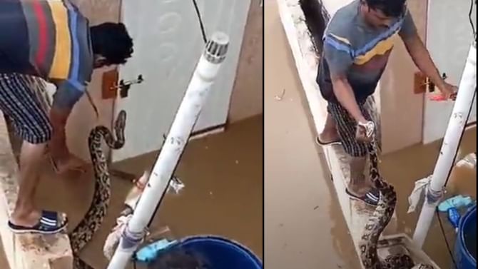 Video: ನೀರಿನೊಂದಿಗೆ ಮನೆಯೊಳಗೆ ನುಗ್ಗಿದ ದೈತ್ಯ ಹೆಬ್ಬಾವು Video: ನೀರಿನೊಂದಿಗೆ ಮನೆಯೊಳಗೆ ನುಗ್ಗಿದ ದೈತ್ಯ ಹೆಬ್ಬಾವು