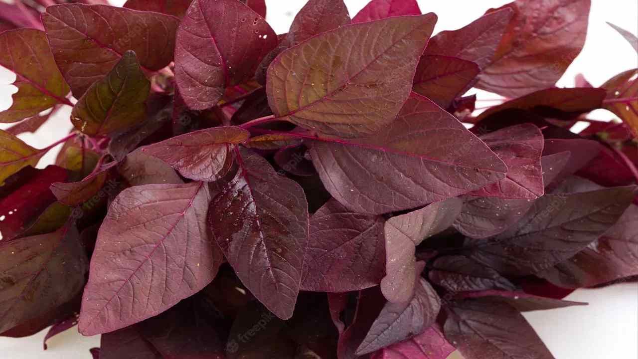Benefits of Chawli Leaves, Amaranth Leaves