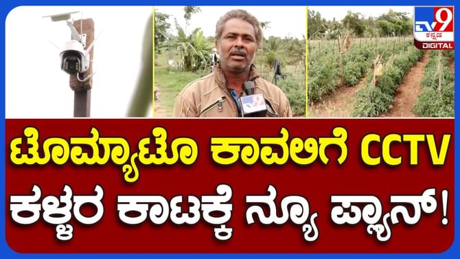 Mysuru News: ಟೊಮೆಟೊ ಬೆಳೆಯನ್ನು ಕಳ್ಳರಿಂದ ಸಂರಕ್ಷಿಸಲು ತೋಟದಲ್ಲಿ ಸಿಸಿಟಿವಿ ಅಳವಡಿಸಿಕೊಂಡ ಹುಣಸೂರಿನ ರೈತ ಸಹೋದರರು Mysuru News: ಟೊಮೆಟೊ ಬೆಳೆಯನ್ನು ಕಳ್ಳರಿಂದ ಸಂರಕ್ಷಿಸಲು ತೋಟದಲ್ಲಿ ಸಿಸಿಟಿವಿ ಅಳವಡಿಸಿಕೊಂಡ ಹುಣಸೂರಿನ ರೈತ ಸಹೋದರರು