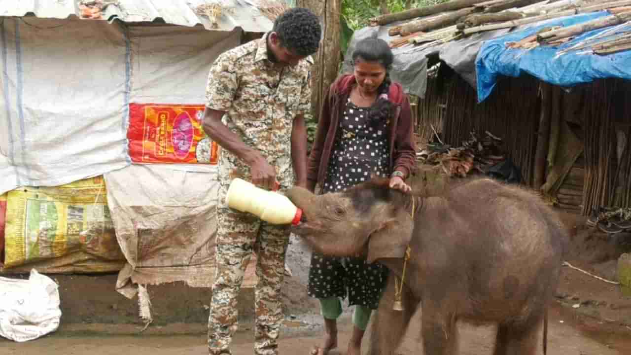 ಬಂಡೀಪುರದಲ್ಲಿ ದಿ ಎಲೆಫೆಂಟ್ ವಿಸ್ಪರರ್ಸ್ ಹೋಲುವ ಸ್ಟೋರಿ, ಅನಾಥ ಆನೆ ಮರಿಗೆ ಪೋಷಕರಾದ ಕಾವಡಿ ದಂಪತಿ