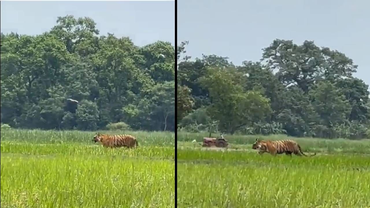 Viral Video: ಬೆಳೆ ತಪಾಸಣೆಗೆ ಬಂದಿದ್ದ ಹುಲಿ; ಸದ್ಯ ಉತ್ತರಪ್ರದೇಶ, ಮುಂದೆ?