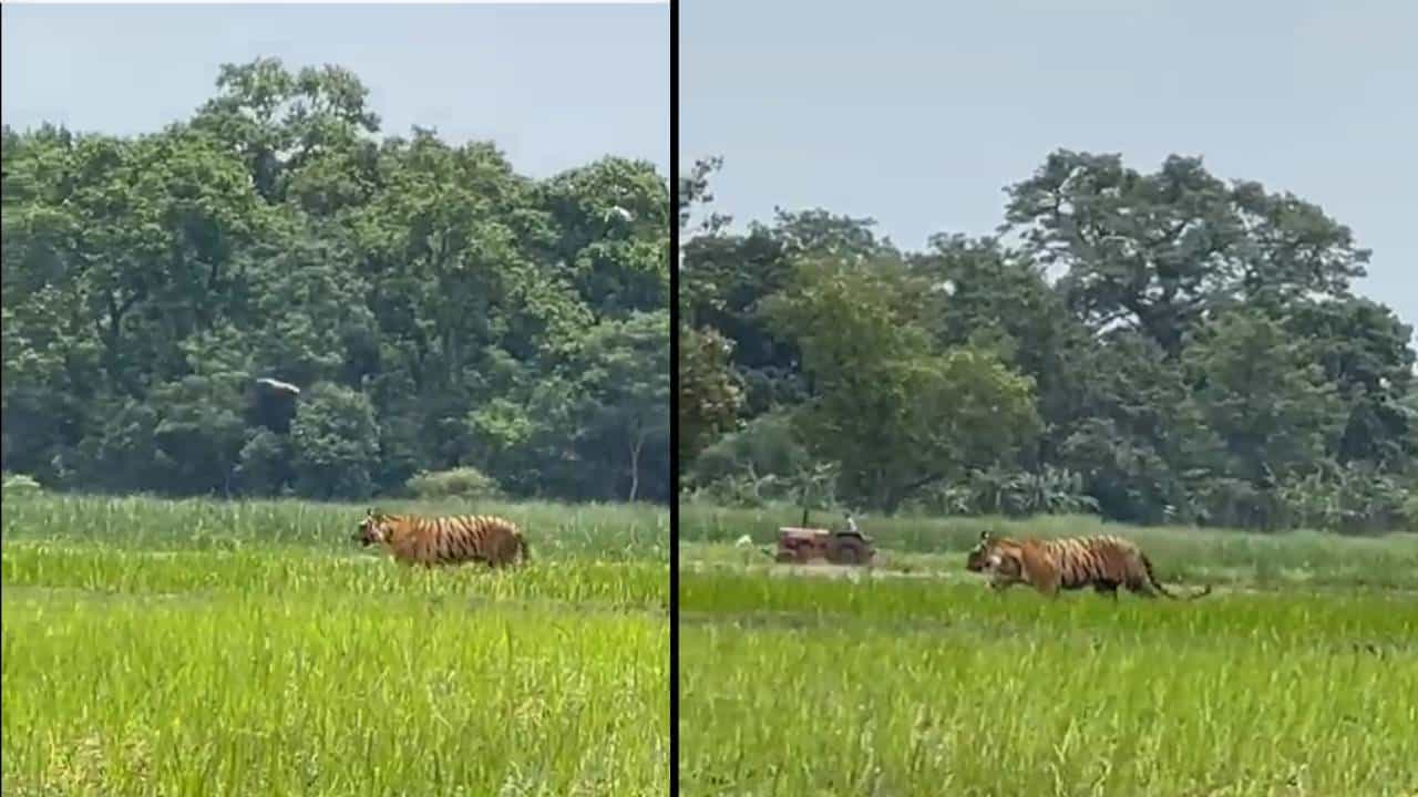 Viral Video: ಬೆಳೆ ತಪಾಸಣೆಗೆ ಬಂದಿದ್ದ ಹುಲಿ; ಸದ್ಯ ಉತ್ತರಪ್ರದೇಶ, ಮುಂದೆ? Viral Video: ಬೆಳೆ ತಪಾಸಣೆಗೆ ಬಂದಿದ್ದ ಹುಲಿ; ಸದ್ಯ ಉತ್ತರಪ್ರದೇಶ, ಮುಂದೆ?