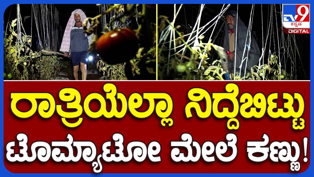 Night Patrolling at tomato farms: ಸೈನಿಕರು ದೇಶದ ಗಡಿ ಕಾಯುವಂತೆ ರೈತರು ತಮ್ಮ ಟೊಮ್ಯಟೊ ಬೆಳೆ ಕಾಯುವ ಸ್ಥಿತಿ ಚಿಕ್ಕಬಳ್ಳಾಪುರದಲ್ಲಿ!