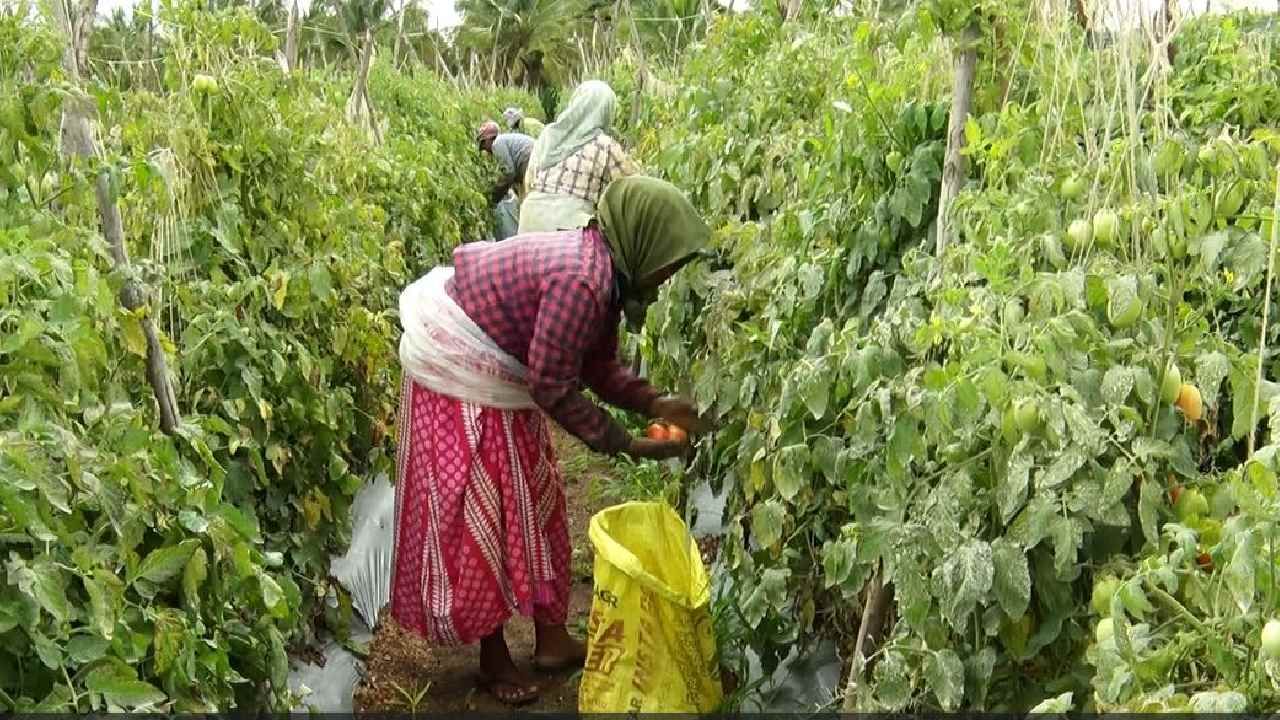 ಹಗಲು ಪೊಲೀಸ್ ಡ್ಯೂಟಿ ರಾತ್ರಿ ಟೊಮೆಟೊ ಕಳವಾಗದಂತೆ ಹೊಲದ ಬಳಿ ಕಾವಲು ಕಾದು ಬೆಳೆ ಉಳಿಸಿಕೊಂಡು ಬಂಪರ್ ಬೆಲೆ ಪಡೆದು ಸಂತಸದಲ್ಲಿದ್ದಾರೆ.  ಕನಿಷ್ಟ 1000 ರೂ ನಂತೆ ಮಾರಾಟವಾದರೂ ಇನ್ನೂ ಆರೇಳು ಲಕ್ಷ ಆದಾಯದ ನಿರೀಕ್ಷೆಯಲ್ಲಿದ್ದಾರೆ.