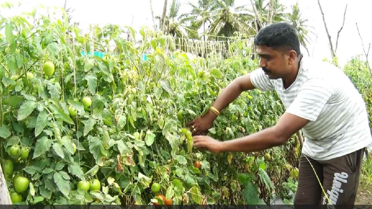 ಬೇಲೂರು ತಾಲೂಕಿನ ಹಳೇಬೀಡು ಹೋಬಳಿಯ ಬಸ್ತಿಹಳ್ಳಿ ಗ್ರಾಮದ ಬೈರೇಶ್ ಎನ್ನುವವರು ಹಾಸನ ಸಂಚಾರಿ ಪೊಲೀಸ್ ಠಾಣೆಯಲ್ಲಿ ಕಾನ್ಸ್‌ಟೇಬಲ್‌ ಆಗಿದ್ದು,  ಈ ಬಾರಿ ಟೊಮೆಟೊ ಬೆಳೆಯಿಂದ ಉತ್ತಮ ಆದಾಯಗಳಿಸಿದ್ದಾರೆ.