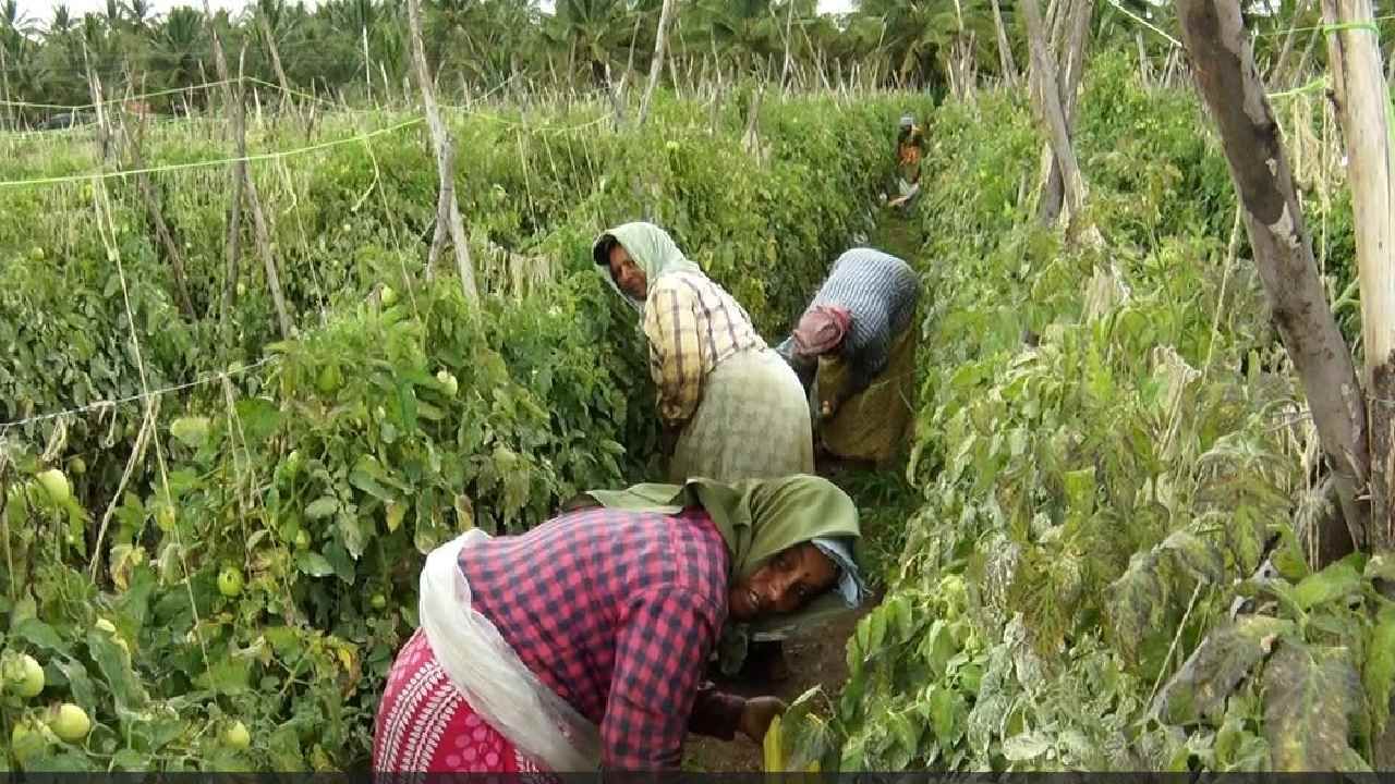 ಇನ್ನೂ ಕನಿಷ್ಠ ಏಳು ಬೀಡು ಕಟಾವು ಮಾಡುವಷ್ಟು ಬೆಳೆ ಹೊಂದಿದ್ದು, ಇದರಿಂದ ಇನ್ನಷ್ಟು ಲಾಭದ ನಿರೀಕ್ಷೆಯಲ್ಲಿದ್ದಾರೆ ಬೈರೇಶ್.