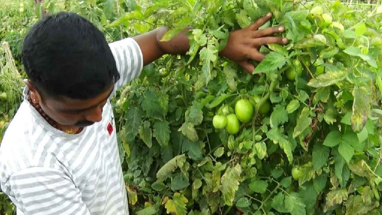 ಇದುರೆಗೆ ಒಟ್ಟು ಏಳು ಬೀಡು ಕಟಾವು ಮಾಡಿ 1000 ಬಾಕ್ಸ್ ಟೊಮೆಟೊ ಕುಯ್ದಿರುವ ಬೈರೇಶ್, ಇದುವರೆಗೆ 16 ಲಕ್ಷಕ್ಕೂ ಅಧಿಕ ಲಾಭ ಗಳಿಸಿದ್ದಾರೆ,