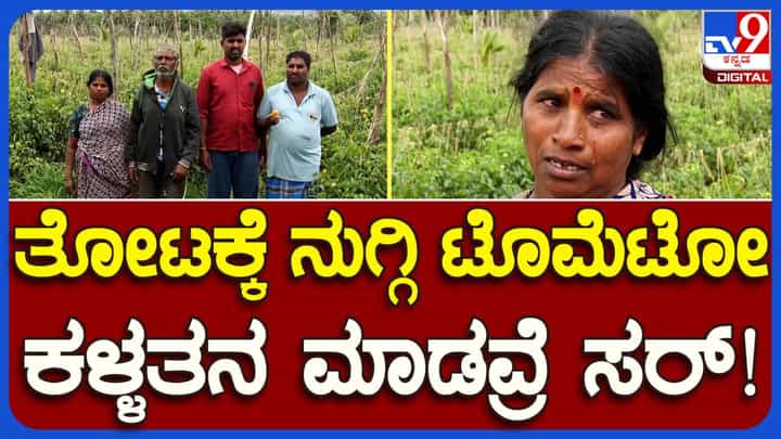 Hassan: ತೋಟಕ್ಕೆ ನುಗ್ಗಿ ಲಕ್ಷಾಂತರ ರೂ. ಮೌಲ್ಯದ ಟೊಮೆಟೊ ಕದ್ದ ಕಳ್ಳರು, ಕಣ್ಣೀರು ಸುರಿಸುತ್ತಿರುವ ರೈತ ಮಹಿಳೆ Hassan: ತೋಟಕ್ಕೆ ನುಗ್ಗಿ ಲಕ್ಷಾಂತರ ರೂ. ಮೌಲ್ಯದ ಟೊಮೆಟೊ ಕದ್ದ ಕಳ್ಳರು, ಕಣ್ಣೀರು ಸುರಿಸುತ್ತಿರುವ ರೈತ ಮಹಿಳೆ