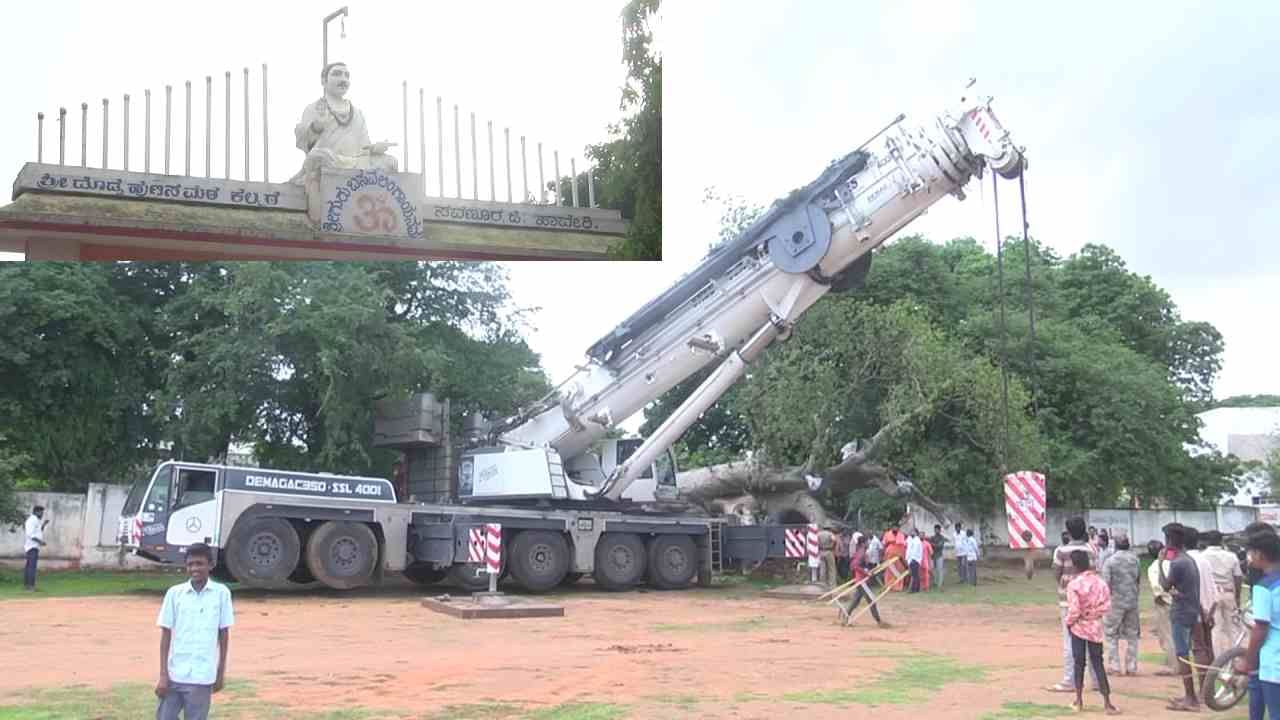 ಮರದ ಬುಡದಲ್ಲಿ ಗೆದ್ದಿಲು ಹಿಡಿದಿತ್ತು. ಹಾಗೂ ಬೇರುಗಳು ಸಂಪೂರ್ಣವಾಗಿ ಕೊಳೆತ ಪರಿಣಾಮ ಮರ ಬಿದ್ದಿತ್ತು. ಇದೆ ಕಾರಣಕ್ಕೆ ಮರದ ಬುಡದಲ್ಲಿ ಕೊಳೆತ ಭಾಗವನ್ನ ಶುಚಿ ಮಾಡಿ ರಾಸಾಯನಿಕಗಳನ್ನು  ಸಿಂಪಡಣೆ ಮಾಡಿ ಶುಚಿ ಮಾಡಲಾಗಿತ್ತು.  ಬಳಿಕ ಔಷಧಿಗಳನ್ನು ಸಿಂಪಡಿಸಿ ಮತ ಪುನಃ ಚಿಗುರಿ ಮರದ ಬೇರುಗಳು ಮತ್ತೆ ಬೆಳೆಯುವಂತೆ ಪೋಷಕಾಂಶಗಳನ್ನು ಸಿಂಪಡನೆ ಮಾಡಲಾಗಿತ್ತು. ಮರದ ಗಾತ್ರಕ್ಕನುಗುಣವಾಗಿ ಗುಣಿ ತೆಗೆದು ಮರ ನೆಡಲಾಯ್ತು.
