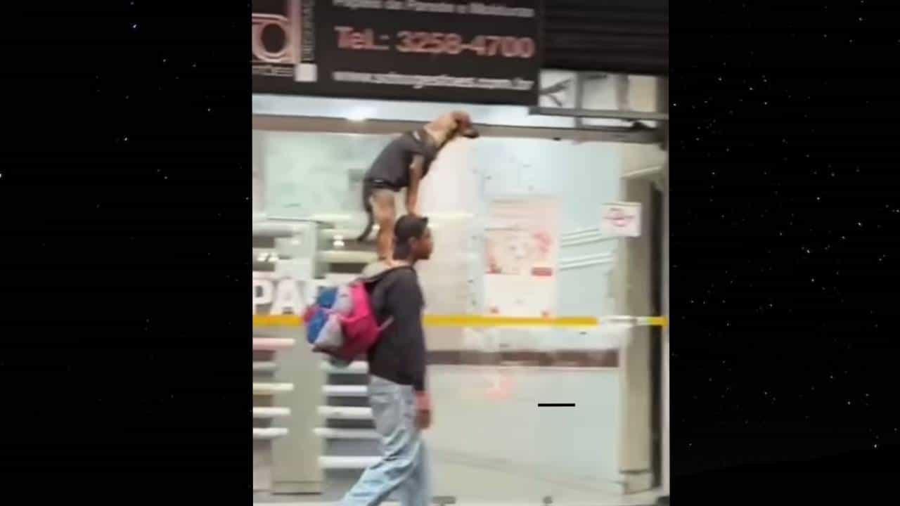 Viral: ತಲೆಯ ಮೇಲೆ ಕೂರಿಸಿಕೊಳ್ಳೋದು ಎಂದರೆ ಇದೇ!? Viral: ತಲೆಯ ಮೇಲೆ ಕೂರಿಸಿಕೊಳ್ಳೋದು ಎಂದರೆ ಇದೇ!?
