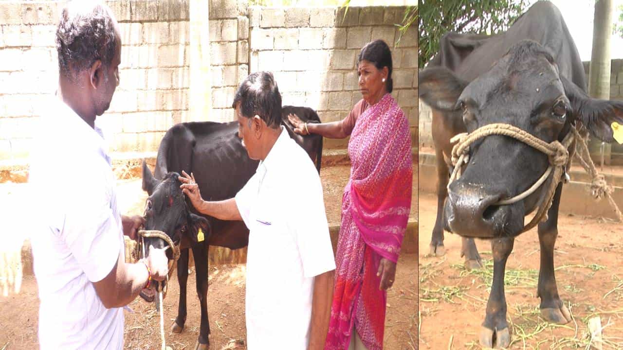 Anekal News: ಹಸುಗಳಿಗೆ ಕಾಣಿಸಿಕೊಳ್ಳುತ್ತಿದೆ ಮಾರಕ ಖಾಯಿಲೆ; ಸೂಕ್ತ ಪರಿಹಾರ ಕಲ್ಪಿಸುವಂತೆ ರೈತರಿಂದ ಸರ್ಕಾರಕ್ಕೆ ಮನವಿ Anekal News: ಹಸುಗಳಿಗೆ ಕಾಣಿಸಿಕೊಳ್ಳುತ್ತಿದೆ ಮಾರಕ ಖಾಯಿಲೆ; ಸೂಕ್ತ ಪರಿಹಾರ ಕಲ್ಪಿಸುವಂತೆ ರೈತರಿಂದ ಸರ್ಕಾರಕ್ಕೆ ಮನವಿ