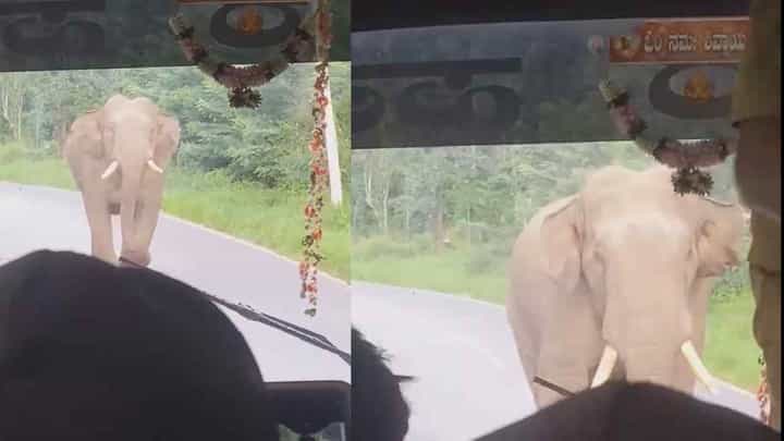 ಮಡಿಕೇರಿ: KSRTC ಬಸ್ ಅಡ್ಡಗಟ್ಟಿದ ಒಂಟಿ ಸಲಗ! ಮೈ ಜುಮ್ಮೆನ್ನುವ ವಿಡಿಯೋ ಇಲ್ಲಿದೆ ಮಡಿಕೇರಿ: KSRTC ಬಸ್ ಅಡ್ಡಗಟ್ಟಿದ ಒಂಟಿ ಸಲಗ! ಮೈ ಜುಮ್ಮೆನ್ನುವ ವಿಡಿಯೋ ಇಲ್ಲಿದೆ