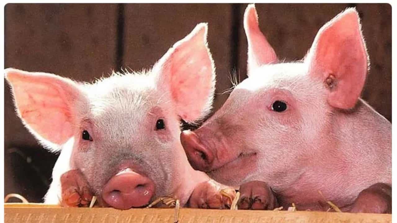 ಕೇರಳದಲ್ಲಿ ಆಫ್ರಿಕನ್ ಹಂದಿ ಜ್ವರ; ದಕ್ಷಿಣ ಕನ್ನಡ ಜಿಲ್ಲೆಯ ಗಡಿ ಪ್ರದೇಶಗಳಲ್ಲಿ ಕಟ್ಟೆಚ್ಚರ ಕೇರಳದಲ್ಲಿ ಆಫ್ರಿಕನ್ ಹಂದಿ ಜ್ವರ; ದಕ್ಷಿಣ ಕನ್ನಡ ಜಿಲ್ಲೆಯ ಗಡಿ ಪ್ರದೇಶಗಳಲ್ಲಿ ಕಟ್ಟೆಚ್ಚರ