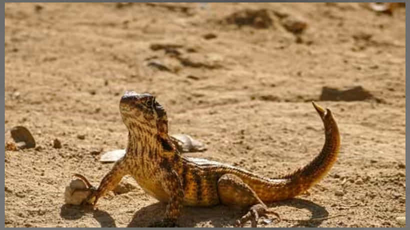 Viral: ಆಸ್ಟ್ರೇಲಿಯಾ; 247 ಮಿಲಿಯನ್ ವರ್ಷಗಳ ಹಿಂದೆ ಹಲ್ಲಿಜಾತಿಗೆ ಸೇರಿದ್ದ ಜೀವಿಯ ಪಳಿಯುಳಿಕೆ ಪತ್ತೆ