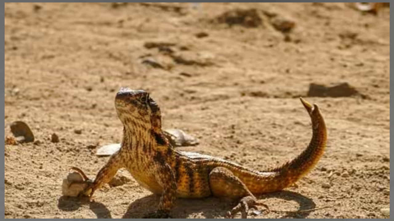 Viral: ಆಸ್ಟ್ರೇಲಿಯಾ; 247 ಮಿಲಿಯನ್ ವರ್ಷಗಳ ಹಿಂದೆ ಹಲ್ಲಿಜಾತಿಗೆ ಸೇರಿದ್ದ ಜೀವಿಯ ಪಳಿಯುಳಿಕೆ ಪತ್ತೆ Viral: ಆಸ್ಟ್ರೇಲಿಯಾ; 247 ಮಿಲಿಯನ್ ವರ್ಷಗಳ ಹಿಂದೆ ಹಲ್ಲಿಜಾತಿಗೆ ಸೇರಿದ್ದ ಜೀವಿಯ ಪಳಿಯುಳಿಕೆ ಪತ್ತೆ