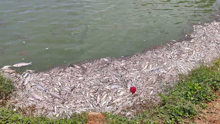 ಕೆರೆಗಳಿಗೆ BBMP ಘನತ್ಯಾಜ್ಯ ಘಟಕದ ಕೊಳಚೆ ನೀರು ಬಿಟ್ಟು ಅವಾಂತರ: ಲಕ್ಷಾಂತರ ಮೀನುಗಳ ಮಾರಣಹೋಮ ಕೆರೆಗಳಿಗೆ BBMP ಘನತ್ಯಾಜ್ಯ ಘಟಕದ ಕೊಳಚೆ ನೀರು ಬಿಟ್ಟು ಅವಾಂತರ: ಲಕ್ಷಾಂತರ ಮೀನುಗಳ ಮಾರಣಹೋಮ