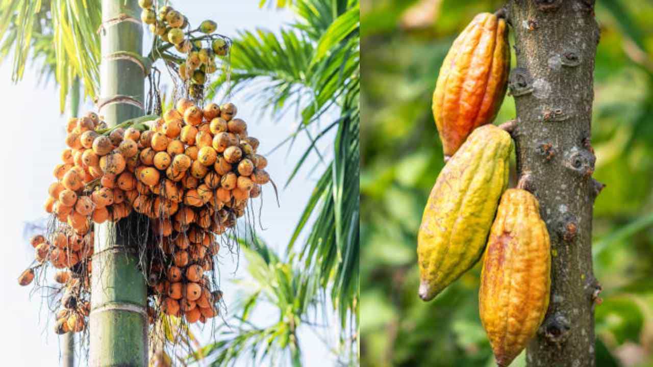 Arecanut Price 29 August: ಇಂದಿನ ಅಡಿಕೆ ಧಾರಣೆ ಮತ್ತು ಕೋಕೋ ದರ ಹೀಗಿದೆ Arecanut Price 29 August: ಇಂದಿನ ಅಡಿಕೆ ಧಾರಣೆ ಮತ್ತು ಕೋಕೋ ದರ ಹೀಗಿದೆ
