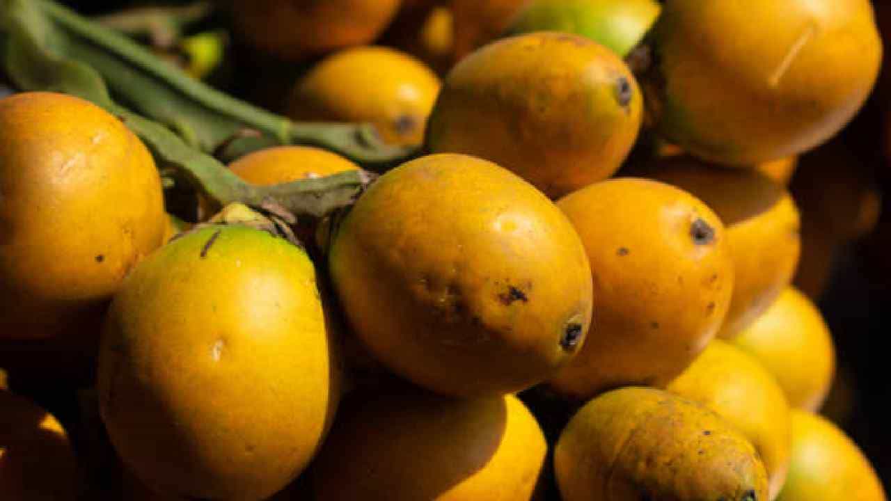 Arecanut Price 3 August: ಇಂದಿನ ಅಡಿಕೆ ಧಾರಣೆ, ಪ್ರಮುಖ ಮಾರುಕಟ್ಟೆಯಲ್ಲಿ ಕೋಕೋ ಮತ್ತು ಅಡಿಕೆ ರೇಟ್ ಹೀಗಿದೆ Arecanut Price 3 August: ಇಂದಿನ ಅಡಿಕೆ ಧಾರಣೆ, ಪ್ರಮುಖ ಮಾರುಕಟ್ಟೆಯಲ್ಲಿ ಕೋಕೋ ಮತ್ತು ಅಡಿಕೆ ರೇಟ್ ಹೀಗಿದೆ