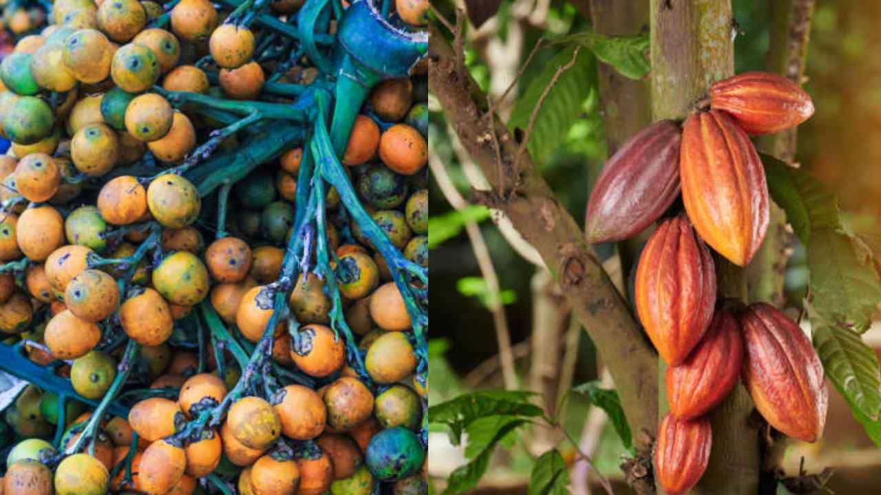 Arecanut Price 4 August: ಇಂದಿನ ಅಡಿಕೆ ಧಾರಣೆ ಹೀಗಿದೆ, ಕೋಕೋ ದರ ಹೇಗಿದೆ? Arecanut Price 4 August: ಇಂದಿನ ಅಡಿಕೆ ಧಾರಣೆ ಹೀಗಿದೆ, ಕೋಕೋ ದರ ಹೇಗಿದೆ?