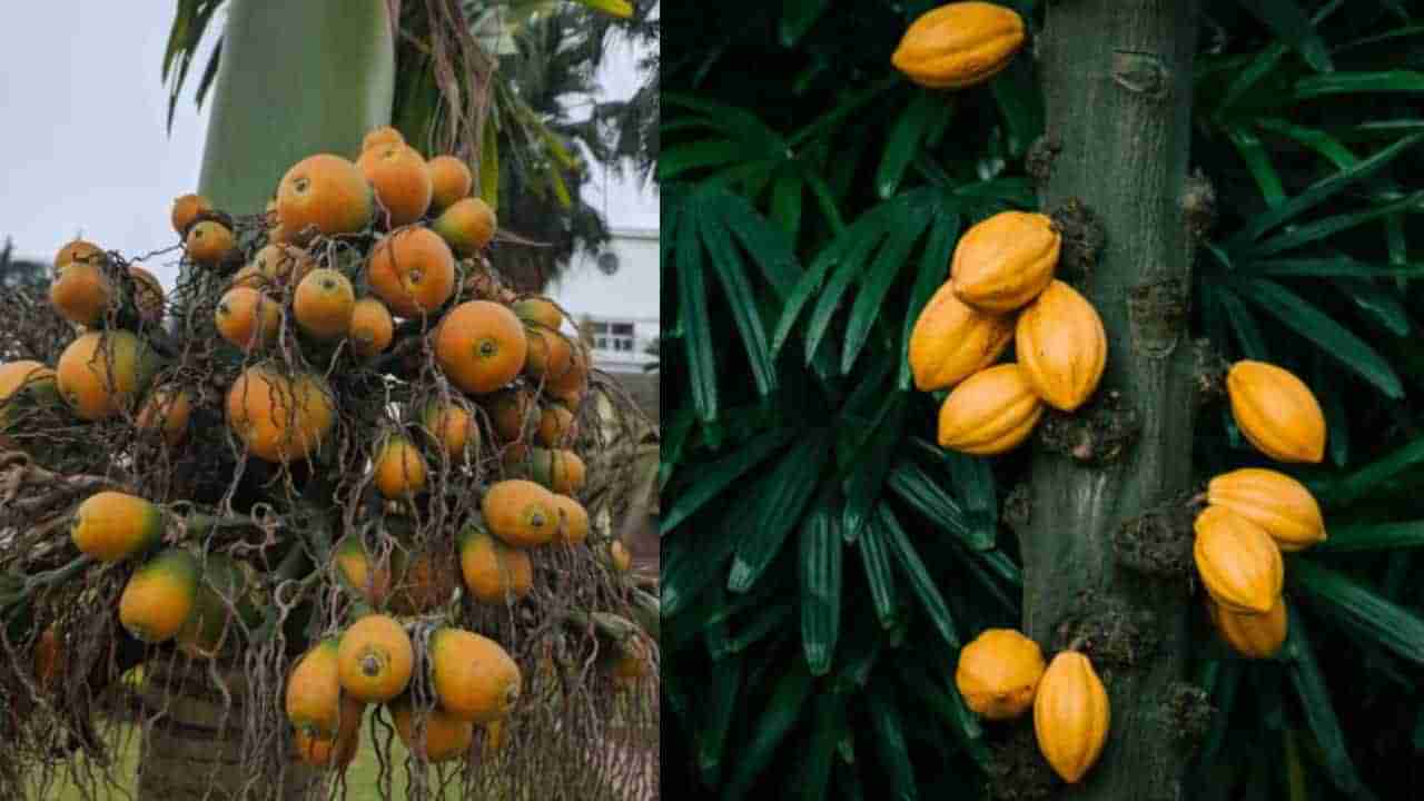 Arecanut Price 10 August: ಅಡಿಕೆ ಧಾರಣೆ; ಪ್ರಮುಖ ಮಾರುಕಟ್ಟೆಯಲ್ಲಿ ಇಂದು ಕೋಕೋ, ಅಡಿಕೆ ದರ ಹೀಗಿದೆ