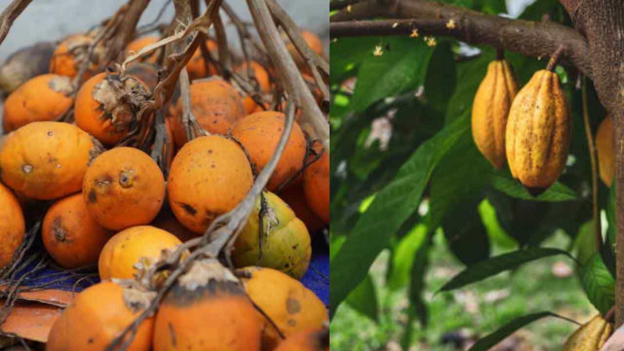 Arecanut Price 21 August: ಇಂದಿನ ಅಡಿಕೆ ಧಾರಣೆ ಮತ್ತು ಕೋಕೋ ದರ ಹೀಗಿದೆ Arecanut Price 21 August: ಇಂದಿನ ಅಡಿಕೆ ಧಾರಣೆ ಮತ್ತು ಕೋಕೋ ದರ ಹೀಗಿದೆ