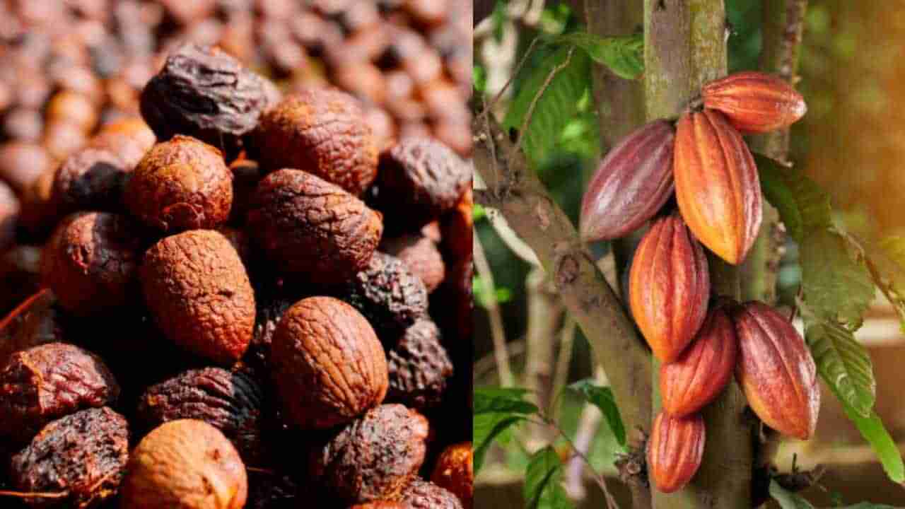 Arecanut Price 1 August: ಇಂದಿನ ಅಡಿಕೆ ಧಾರಣೆ, ಪ್ರಮುಖ ಮಾರುಕಟ್ಟೆಯಲ್ಲಿ ಕೋಕೋ ಮತ್ತು ಅಡಿಕೆ ದರ ಹೀಗಿದೆ