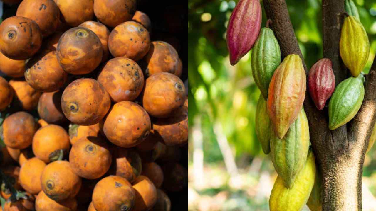 Arecanut Price 11 August: ಪ್ರಮುಖ ಮಾರುಕಟ್ಟೆಯಲ್ಲಿ ಇಂದಿನ ಅಡಿಕೆ ಧಾರಣೆ ಹೀಗಿದೆ, ಕೋಕೋ ರೇಟ್ ಹೇಗಿದೆ? Arecanut Price 11 August: ಪ್ರಮುಖ ಮಾರುಕಟ್ಟೆಯಲ್ಲಿ ಇಂದಿನ ಅಡಿಕೆ ಧಾರಣೆ ಹೀಗಿದೆ, ಕೋಕೋ ರೇಟ್ ಹೇಗಿದೆ?