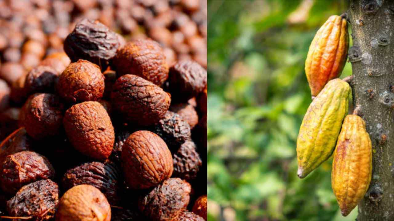 Arecanut Price 17 August: ಪ್ರಮುಖ ಮಾರುಕಟ್ಟೆ ಧಾರಣೆ; ಇಂದಿನ ಅಡಿಕೆ ರೇಟ್, ಕೋಕೋ ದರ ಹೀಗಿದೆ Arecanut Price 17 August: ಪ್ರಮುಖ ಮಾರುಕಟ್ಟೆ ಧಾರಣೆ; ಇಂದಿನ ಅಡಿಕೆ ರೇಟ್, ಕೋಕೋ ದರ ಹೀಗಿದೆ