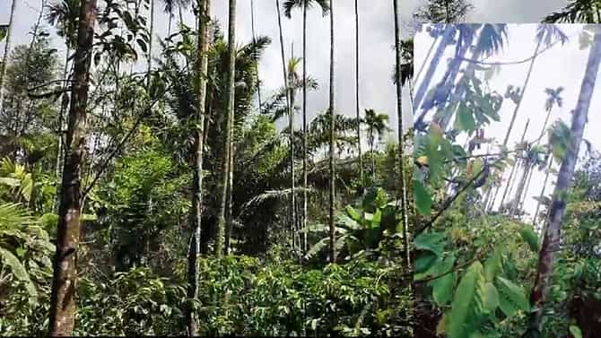 ಅಡಿಕೆ‌ ಬೆಳೆಗೆ ರೋಗ: ಸಂಕಷ್ಟದಲ್ಲಿ ಬೆಳೆಗಾರ, ಊರುಬಿಟ್ಟ ಒಂದೇ ಗ್ರಾಮದ 18 ಕುಟುಂಬ, ಲ್ಯಾಂಡ್ ಮಾಫಿಯಾ ಕೈಚಳಕ ಜೋರು