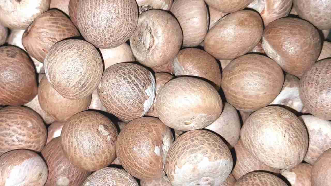 Arecanut Price 25 August: ಇಂದಿನ ಅಡಿಕೆ ಧಾರಣೆ ಮತ್ತು ಕೋಕೋ ದರ ಹೀಗಿದೆ