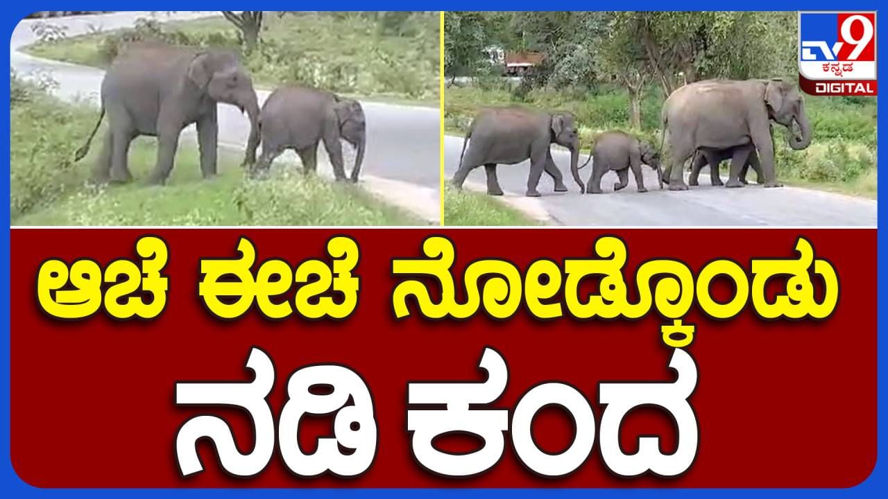 ಬಂಡಿಪುರ ರಕ್ಷಿತಾರಣ್ಯದಲ್ಲಿ ಕಾಲು ಮುರಿದುಕೊಂಡಿರುವ ಮರಿಯಾನೆಯ ಚಿಕಿತ್ಸೆಗೆ ಮುಂದಾದ ಅರಣ್ಯಾಧಿಕಾರಿಗಳು