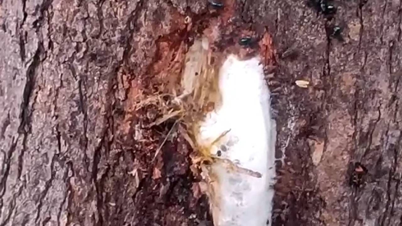 A Milky liquid is dripping from the Neem tree in Bagalakot