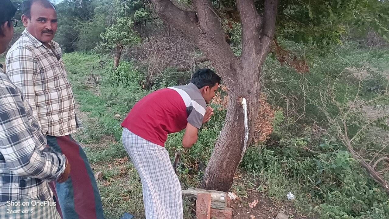 A Milky liquid is dripping from the Neem tree in Bagalakot