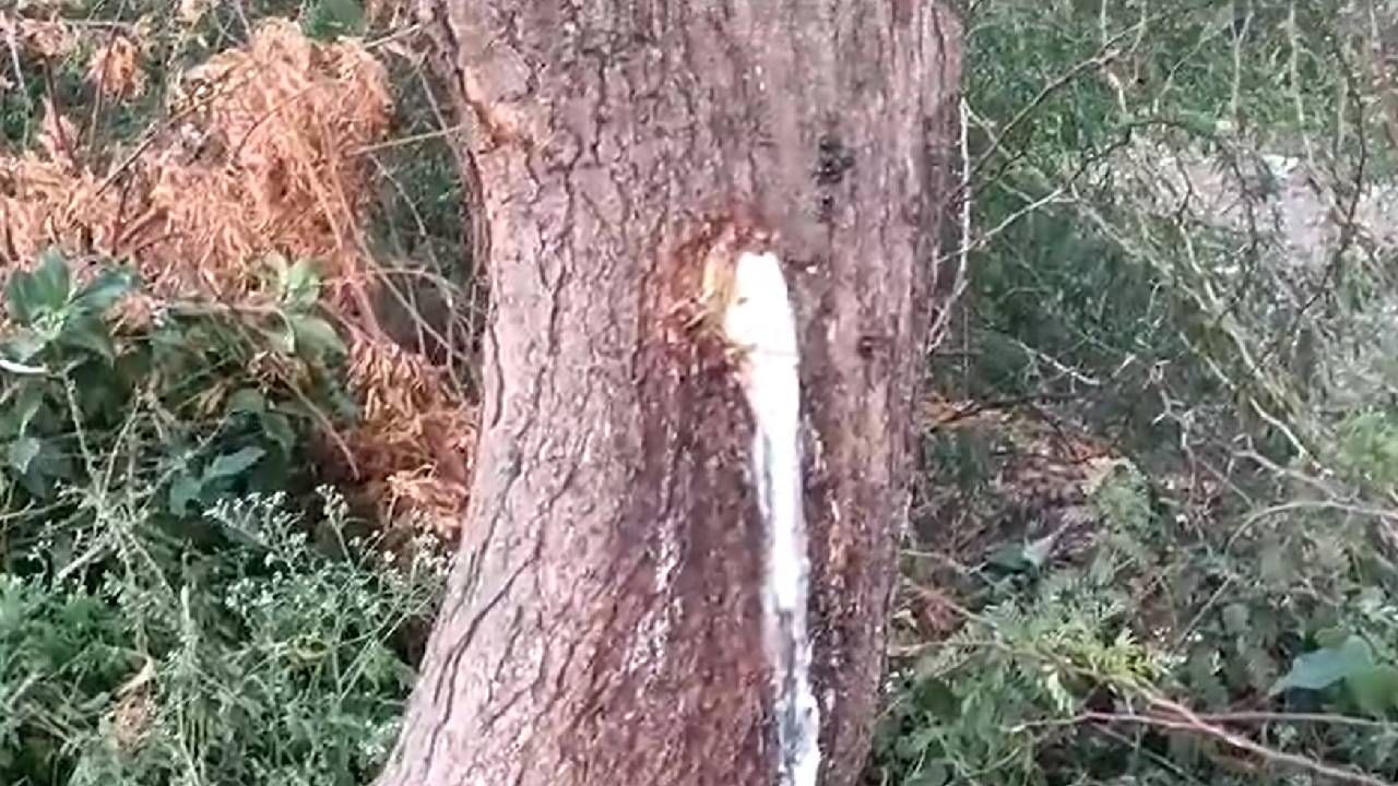 A Milky liquid is dripping from the Neem tree in Bagalakot