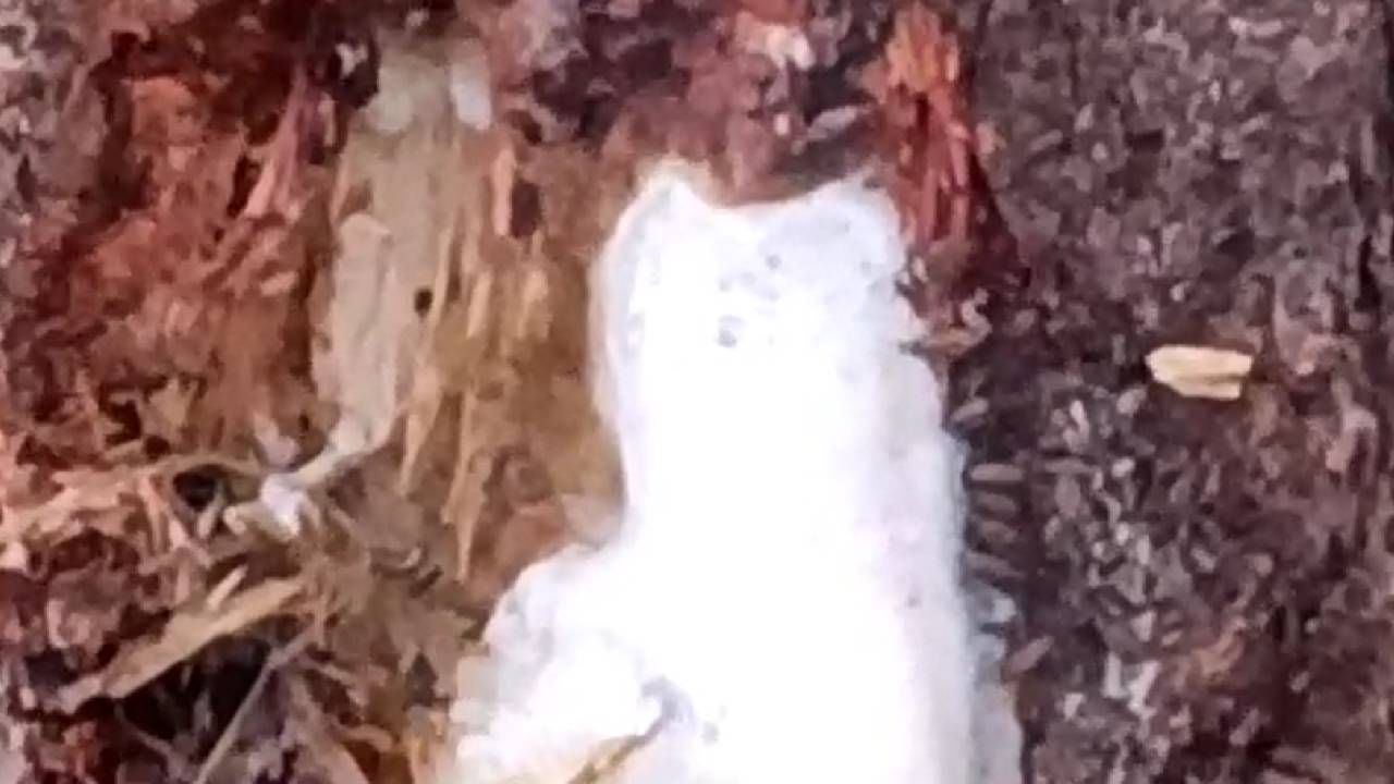 A Milky liquid is dripping from the Neem tree in Bagalakot