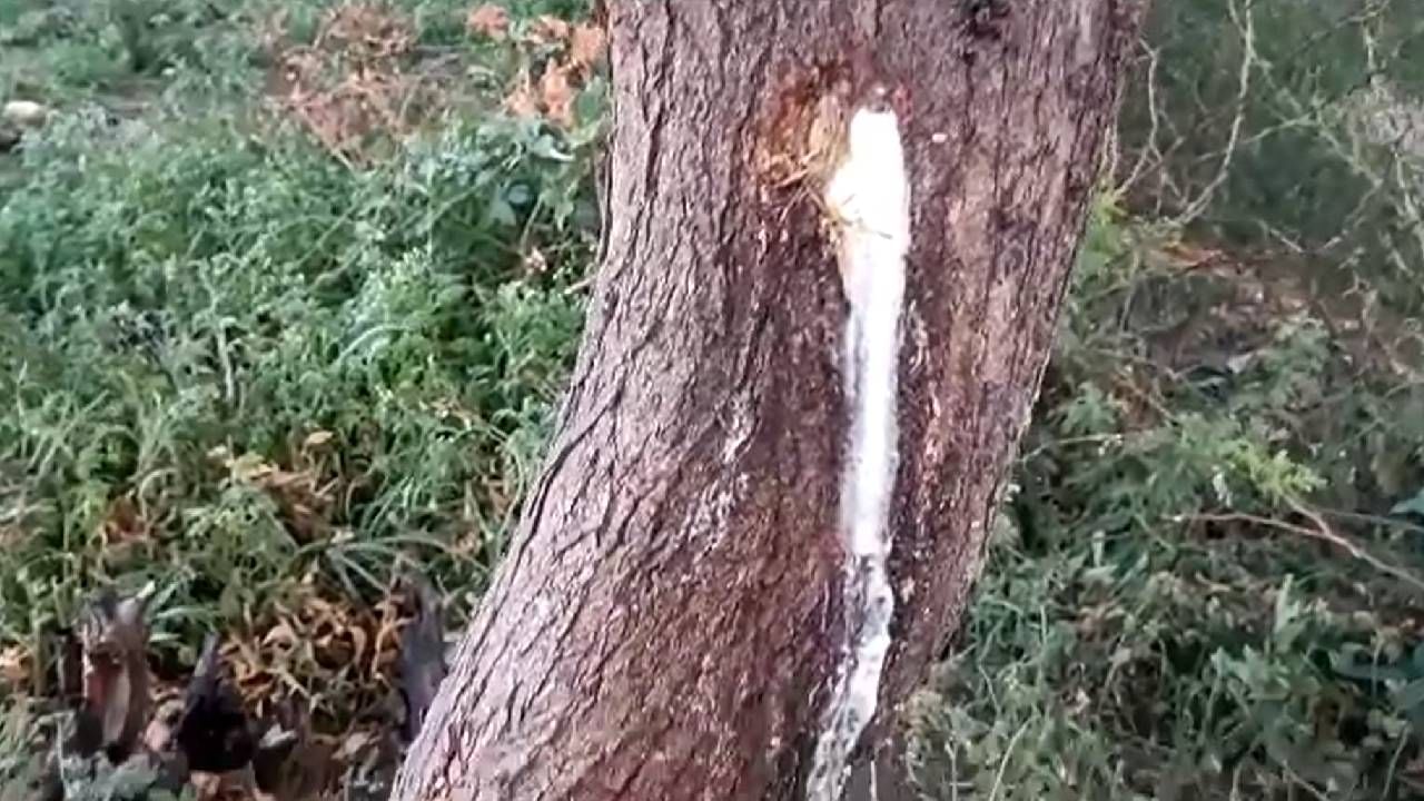 A Milky liquid is dripping from the Neem tree in Bagalakot