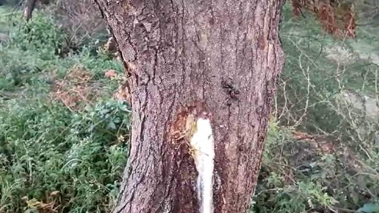 A Milky liquid is dripping from the Neem tree in Bagalakot