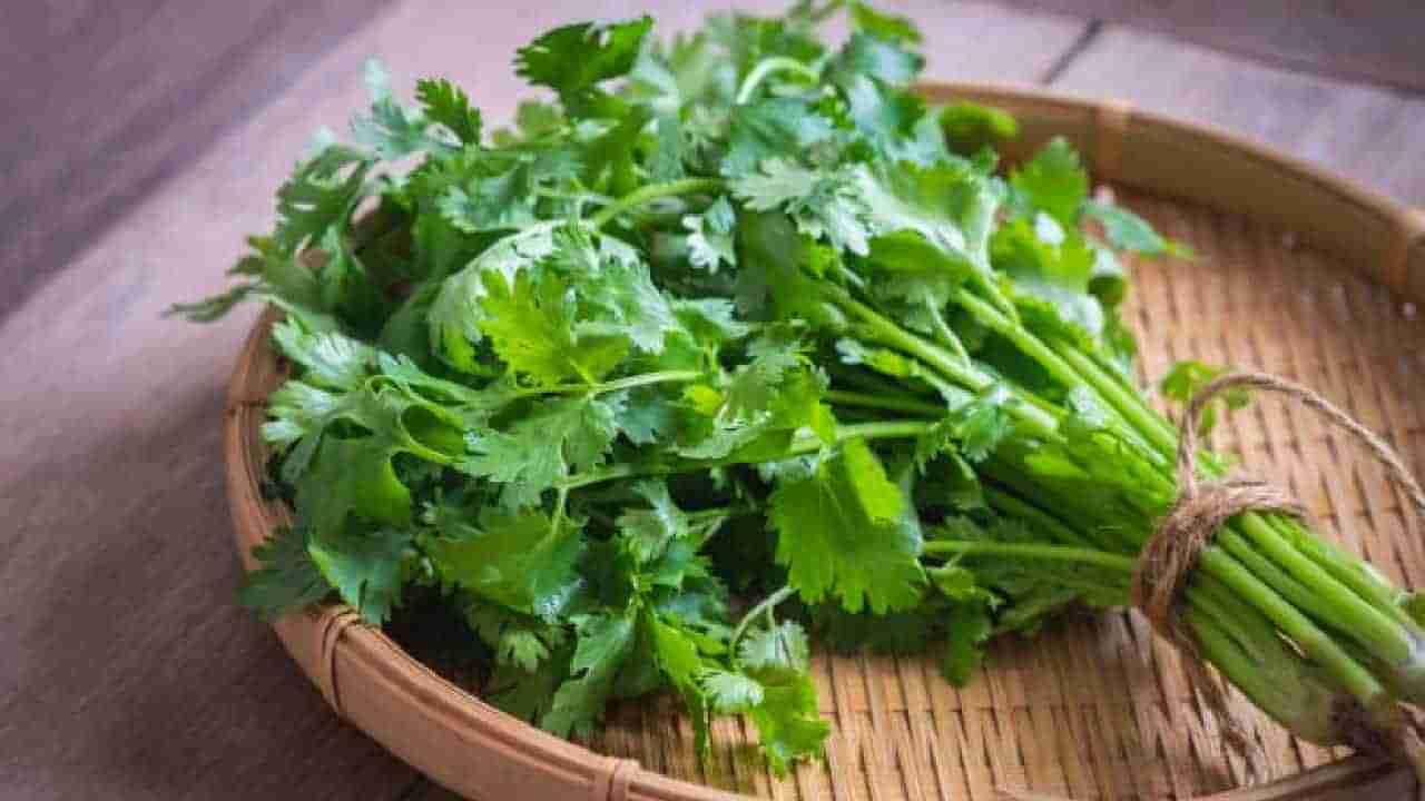 Coriander Benefits: ಕೊತ್ತಂಬರಿ ಸೊಪ್ಪಿನ ಆರೋಗ್ಯಕರ ಪ್ರಯೋಜನಗಳು