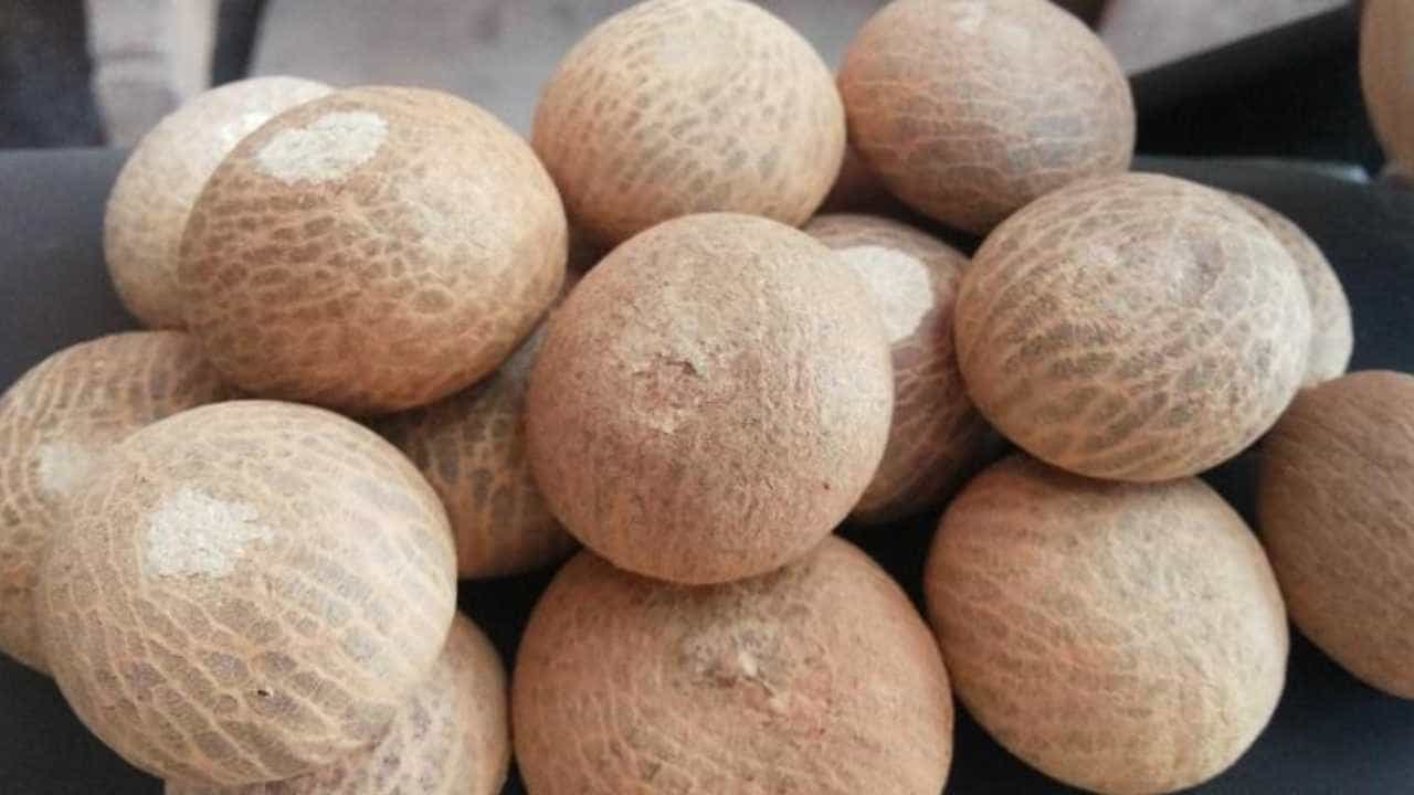 Arecanut Price 19 August: ಇಂದಿನ ಅಡಿಕೆ ಧಾರಣೆ ಮತ್ತು ಕೋಕೋ ದರ ಹೀಗಿದೆ Arecanut Price 19 August: ಇಂದಿನ ಅಡಿಕೆ ಧಾರಣೆ ಮತ್ತು ಕೋಕೋ ದರ ಹೀಗಿದೆ