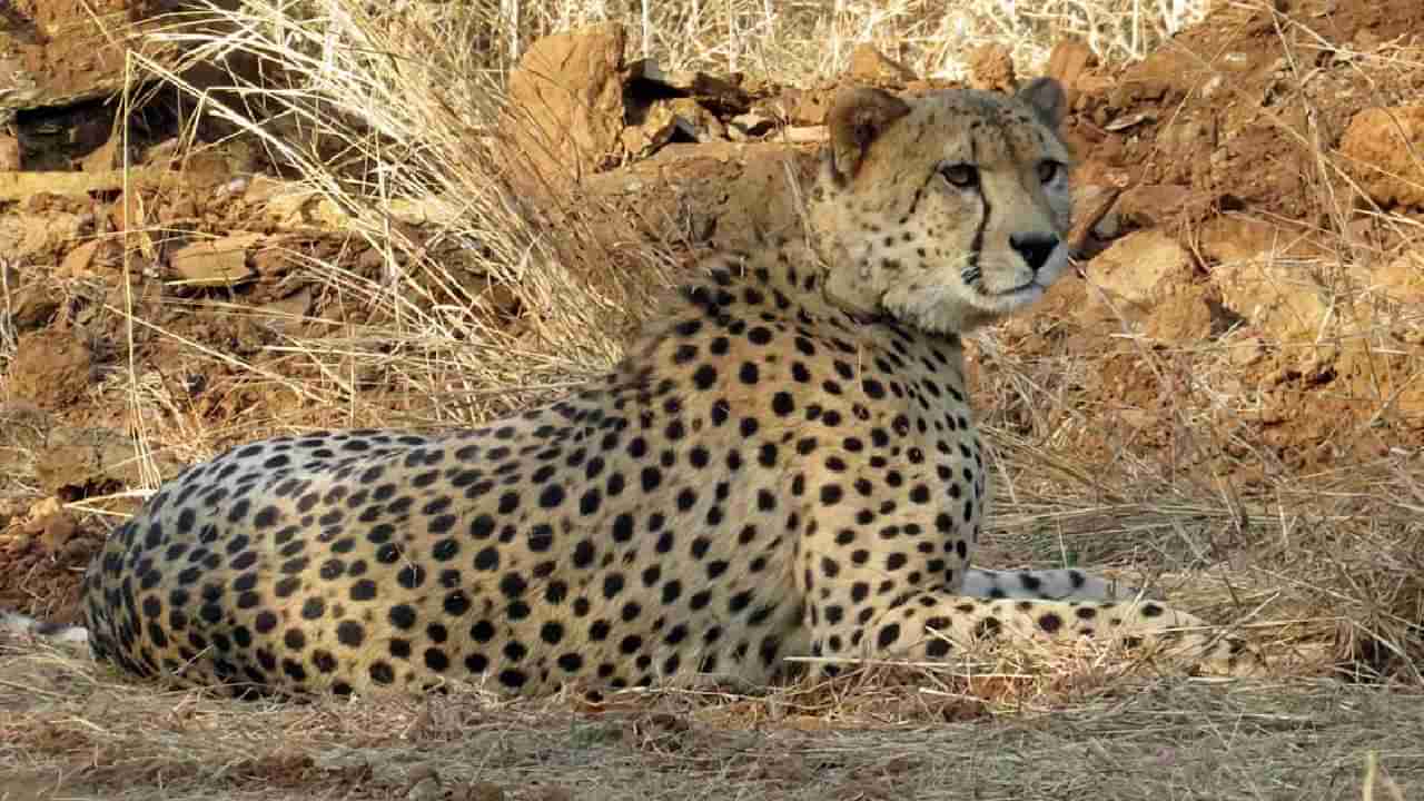 Cheetah Death: ಕುನೋ ರಾಷ್ಟ್ರೀಯ ಉದ್ಯಾನದಲ್ಲಿ ಹೆಣ್ಣು ಚೀತಾ ಧಾತ್ರಿ ಸಾವು