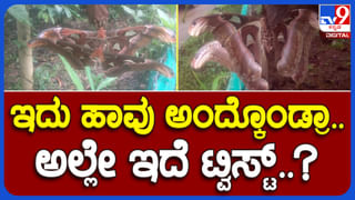 ಚಿಕ್ಕಮಗಳೂರು: ಪ್ರಕೃತಿ ವಿಸ್ಮಯ ಕಂಡು ಮೂಕ ವಿಸ್ಮಿತರಾದ ಜನ, ವಿಡಿಯೋ ನೋಡಿ