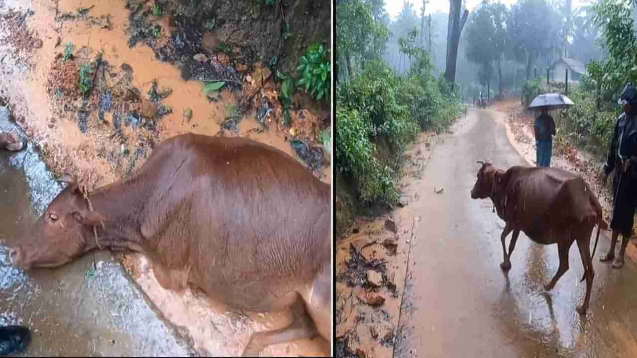 Viral Video: ಅಮಾಸೆಬೈಲು; ಕೆಸರಿನಲ್ಲಿ ಹೂತುಹೋಗಿದ್ದ ಆಕಳನ್ನು ರಕ್ಷಿಸಿದ ಬೈಕ್​ ಸವಾರರು