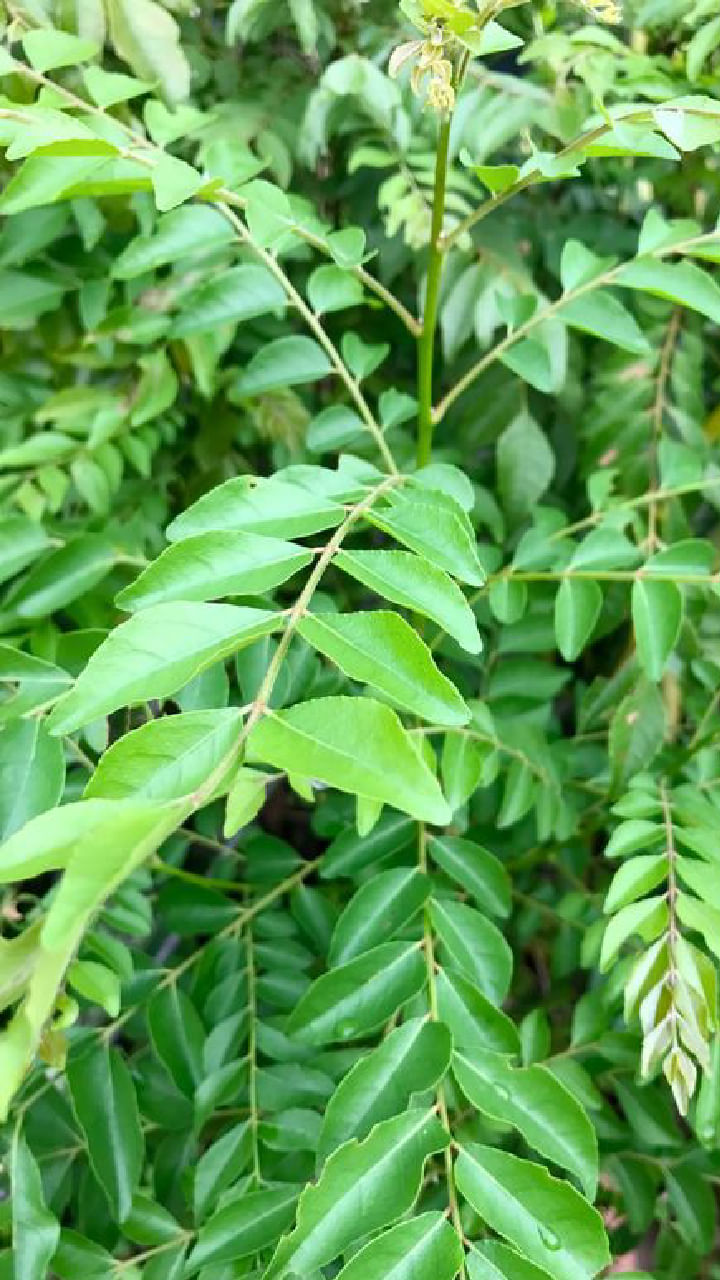 Curry leaves (2)