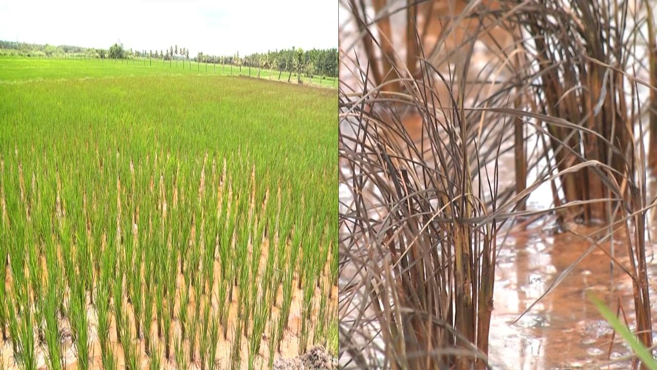 ದಾವಣಗೆರೆ: ಗದ್ದೆಗೆ ಸೇರಿದ ಕೆಮಿಕಲ್ ನೀರು; ಸಾಲಸೋಲ ಮಾಡಿ ಬೆಳೆದಿದ್ದ ಬೆಳೆ ಸಂಪೂರ್ಣ ನಾಶ